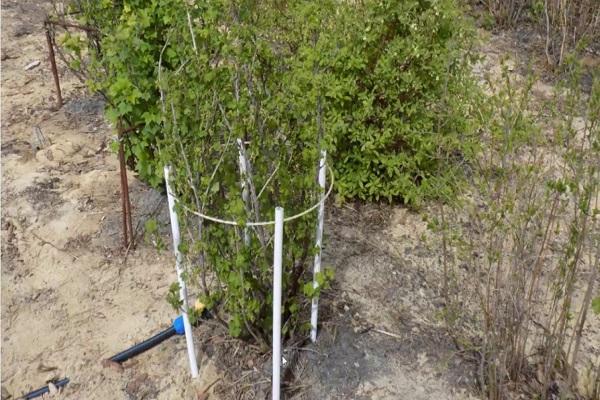 การปลูกลูกเกด