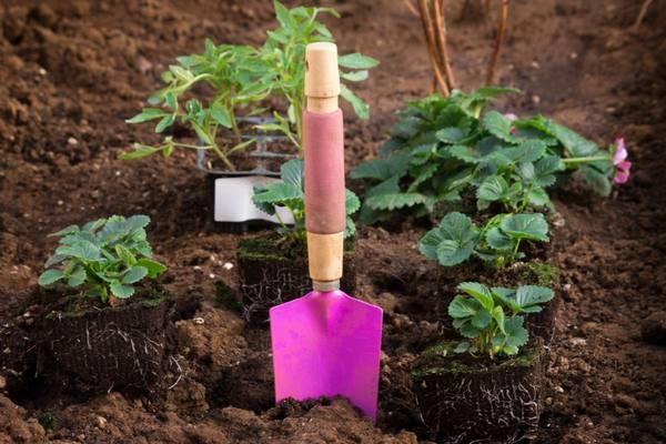 การปลูกสตรอเบอร์รี่