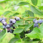 กิ่งที่มีบลูเบอร์รี่