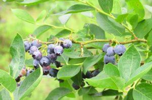 วิธีปลูกบลูเบอร์รี่กลางแจ้ง การปลูกและการดูแลรักษา