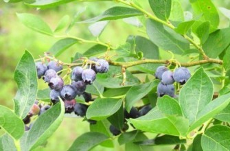 กิ่งที่มีบลูเบอร์รี่