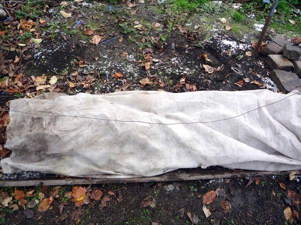 ที่พักพิงบลูเบอร์รี่