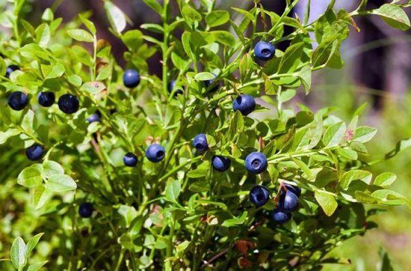 ผลเบอร์รี่ในสวน