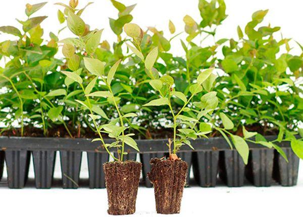 การแบ่งพุ่มไม้