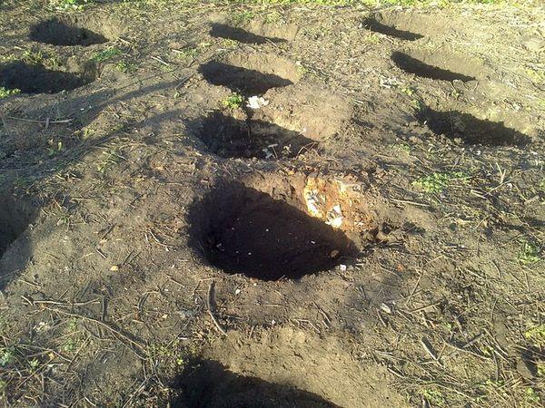 เมล็ดบลูเบอร์รี่