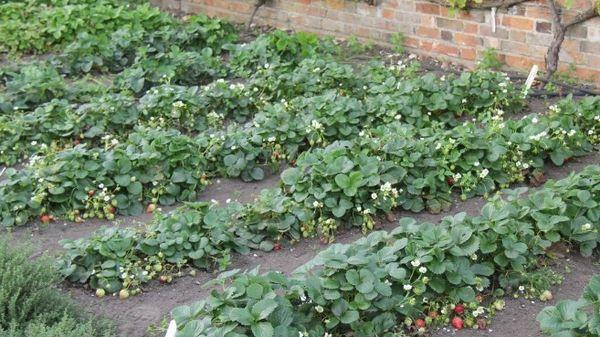 Planter des fraises en massif