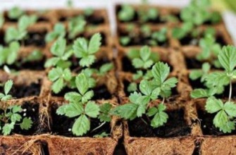 การปลูกต้นกล้า