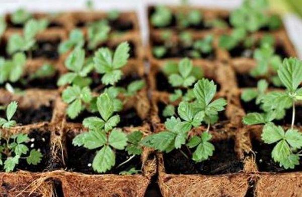 faire pousser des semis