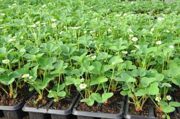 récipient avec semis