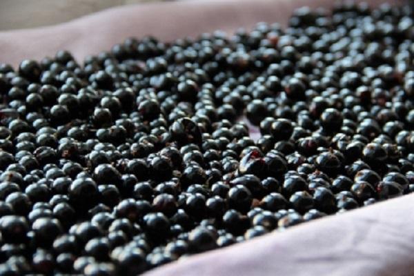 ลูกเกดเบอร์รี่