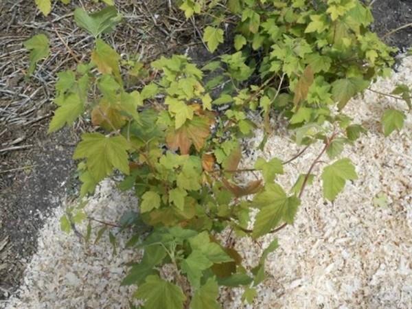 การคลุมดินด้วยลูกเกด