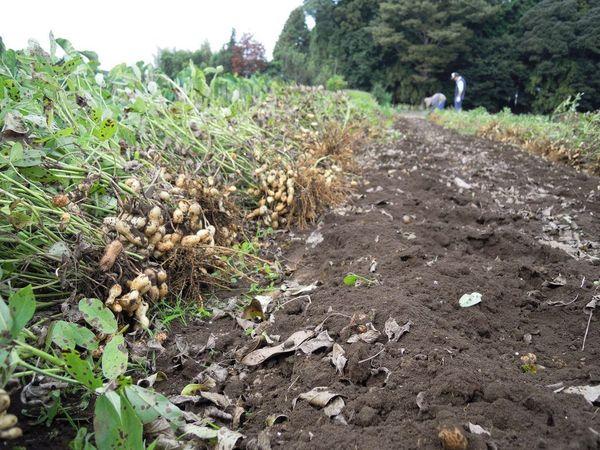 การปลูกถั่วลิสง