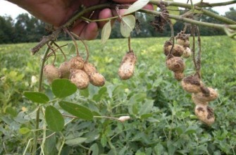 การปลูกถั่วลิสง