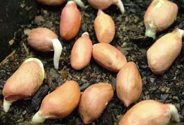 ถั่วลิสงสำหรับปลูก