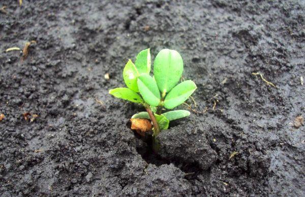 การเลือกไซต์