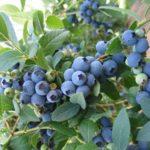 บลูเบอร์รี่