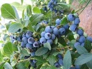 Comment faire pousser des myrtilles à partir de graines à la maison : les subtilités de la plantation et de l'entretien