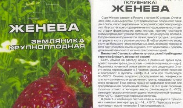 สตรอเบอร์รี่เจนีวา