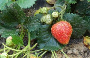 Comment faire pousser des fraises à partir de graines à la maison pour les débutants