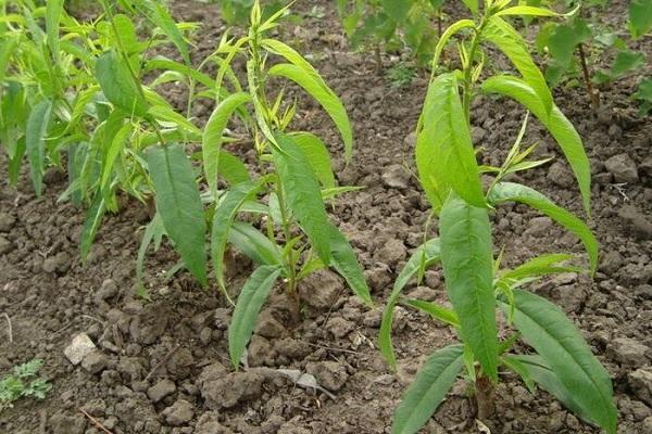 การขยายพันธุ์โดยการปักชำ