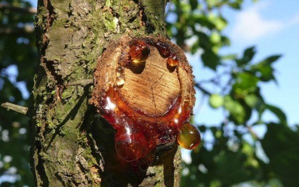 เรซินบนไม้