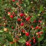 เชอร์รี่ บูซินก้า