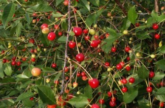 เชอร์รี่ บูซินก้า