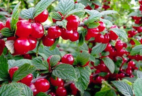 เชอร์รี่มาตรฐาน