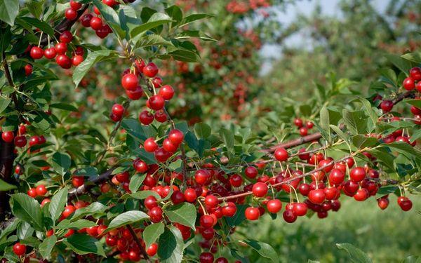 เชอร์รี่เยาวชน