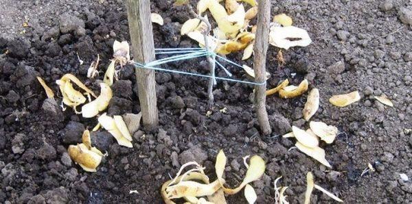 การใส่เปลือกมันฝรั่ง