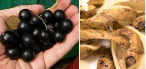 Règles de fertilisation et d'alimentation des groseilles avec des épluchures de pommes de terre