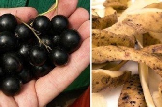 ลูกเกดและมันฝรั่ง