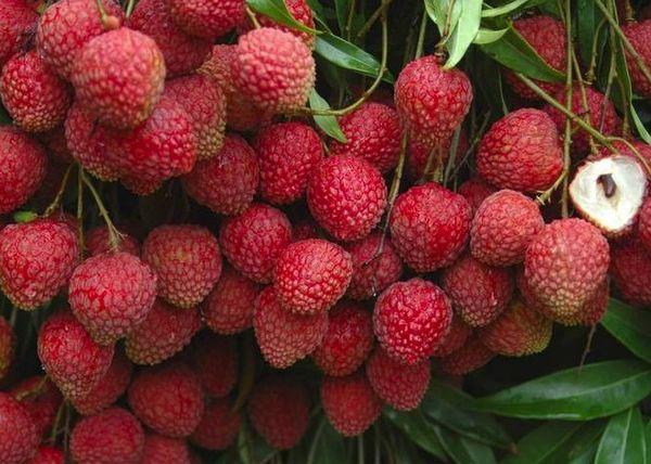 ลิ้นจี่ซูพีเรีย