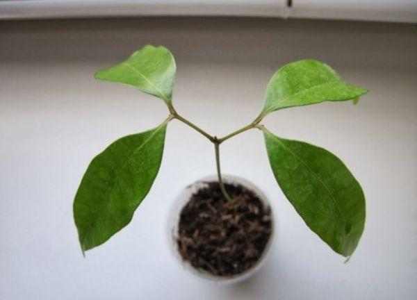 ต้นกล้าลิ้นจี่