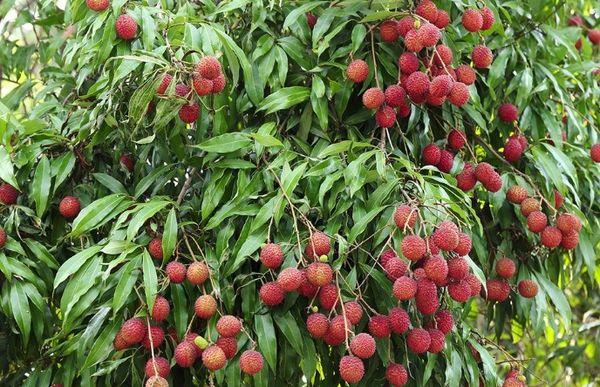 ต้นลิ้นจี่