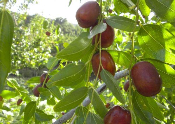 การปลูกจูจู้