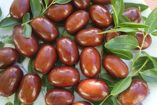 พุทราพลอดิฟสกี้