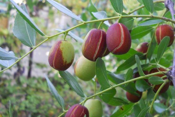 อินทผลัมผลใหญ่