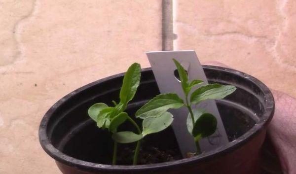 การปลูกพุทรา