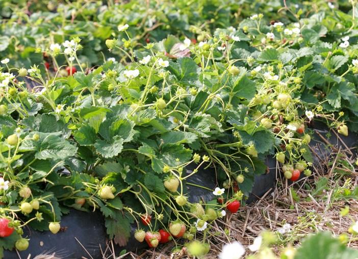 สตรอเบอร์รี่มอนเทอเรย์