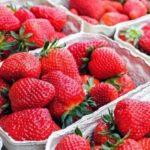 การเก็บรักษาสตรอเบอร์รี่