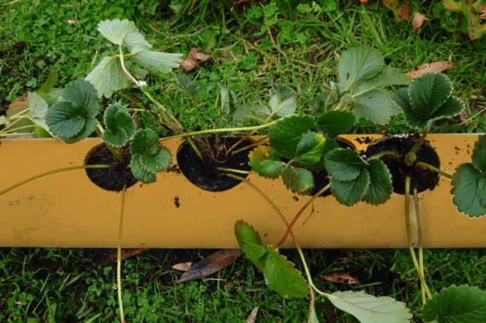 วิธีการปลูก