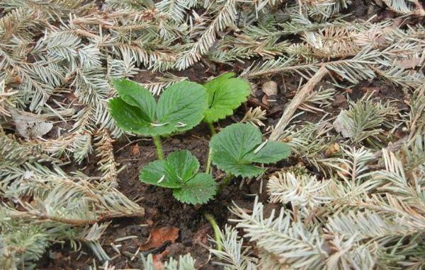 การคลุมดินสตรอเบอร์รี่