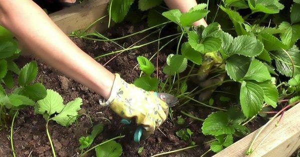 การตัดแต่งกิ่งสตรอเบอร์รี่