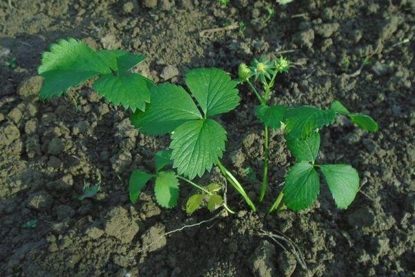 ต้นกล้าสตรอเบอร์รี่