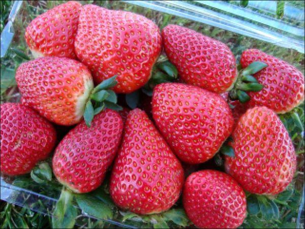 การใช้ผลไม้