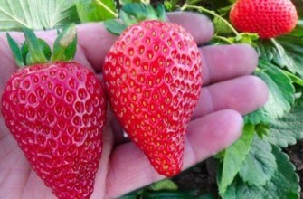 Dâu tây ra quả liên tục