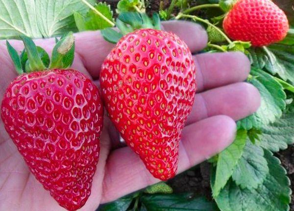 สตรอเบอร์รี่ที่ออกผลตลอดปี
