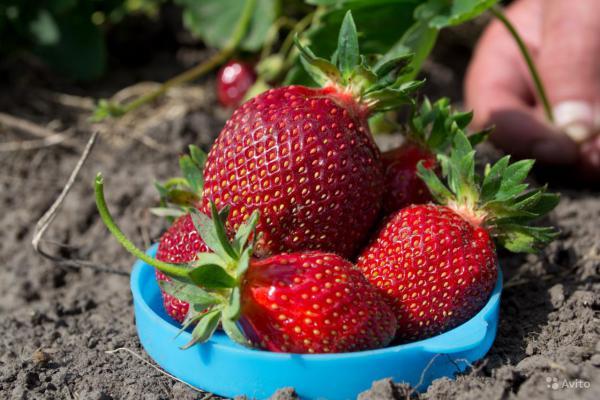 การเก็บสตรอเบอร์รี่