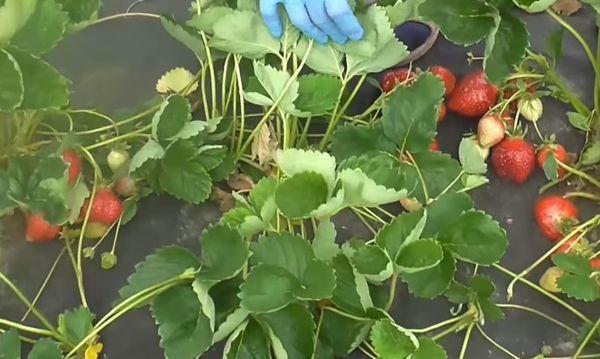 แปลงสตรอเบอร์รี่